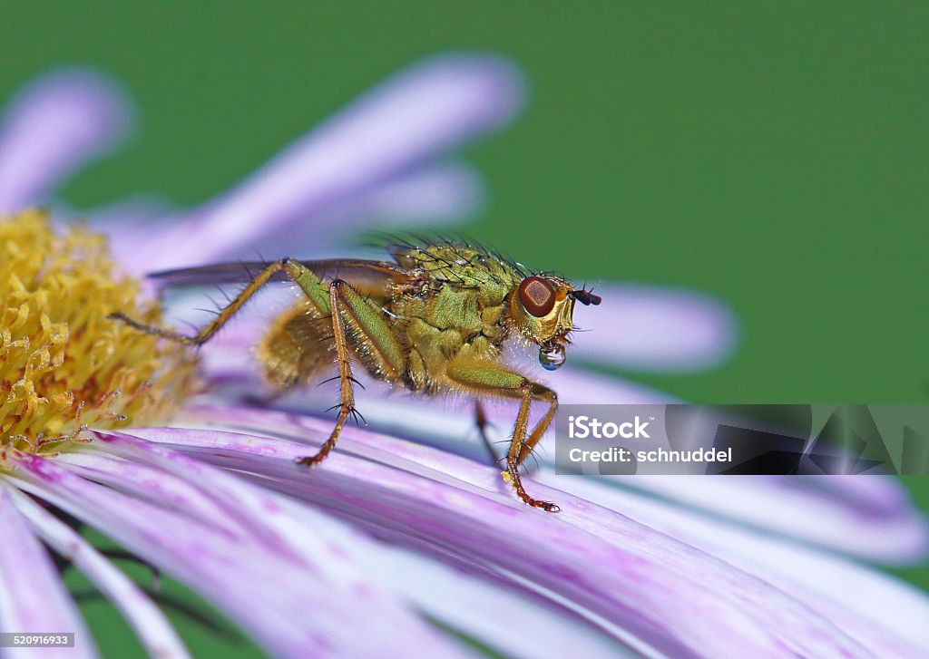 Fly on white aster Fly on white aster,Eifel,Germany. Animal Stock Photo