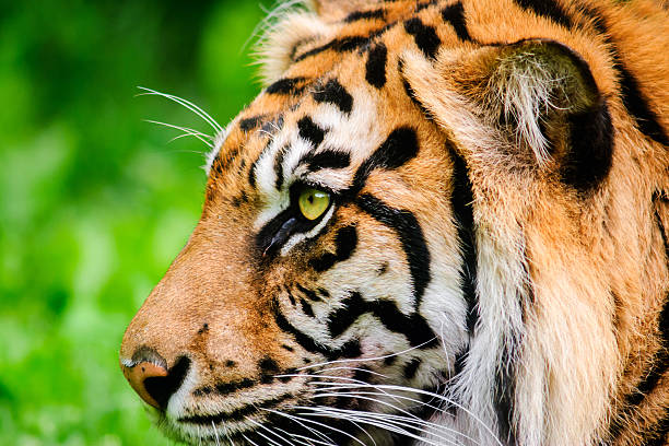 istock Profile Of A Sumatran Tiger 520917121