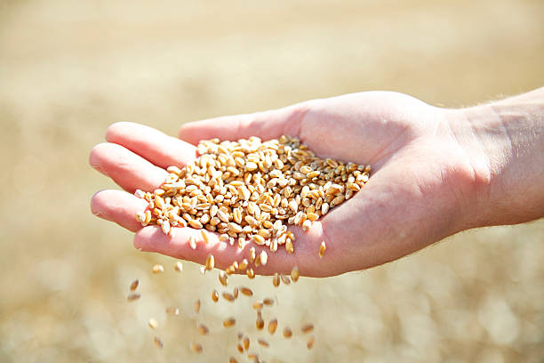 istock Grain falling from a male hand in a field 520917531