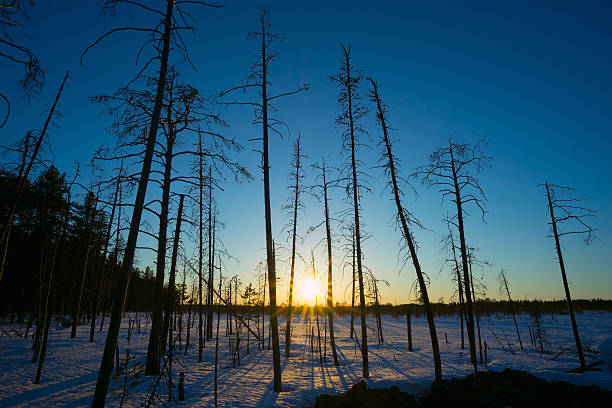 The sun sets behind the trees in the swamp in winter.