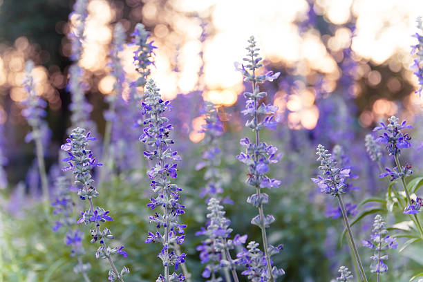 istock Sunset over a violet lavender field in garden 520935226