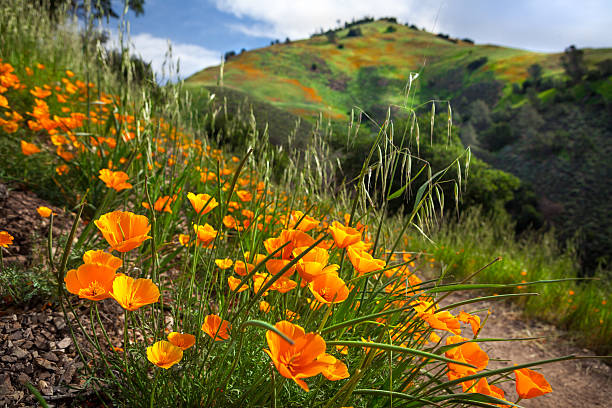 California Poppy Bloom On Grass Mountain Trail, Santa Barbara County Flashes of golden orange California poppies in bloom along the Grass Mountain Trail into Los Padres National Forest. Near the peak of the April bloom in 2016, with many flowers seen going to seed with their elongated green seed pods in the foreground. The Grass Mountain peak looms in the background with patches of orange poppy blooms against the green grasses of the exposed slope. santa barbara california photos stock pictures, royalty-free photos & images