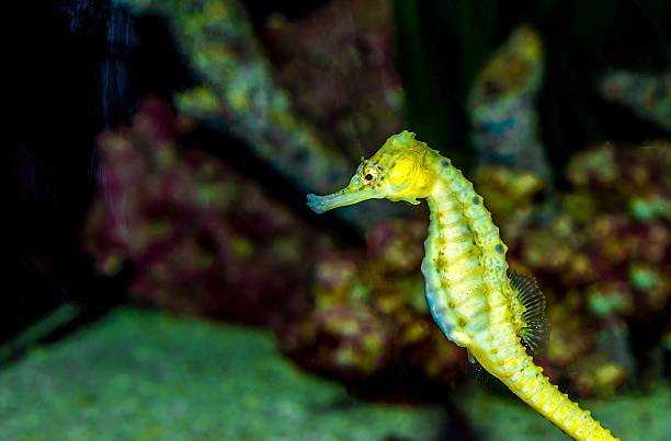 istock Seahorse swimming in the water - Hippocampus 520937880