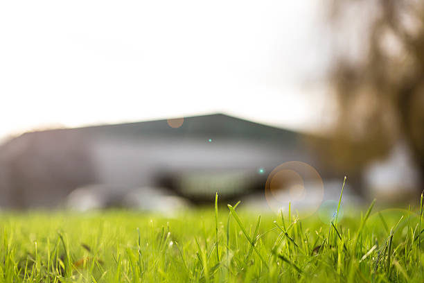Macro view of fresh grass stems