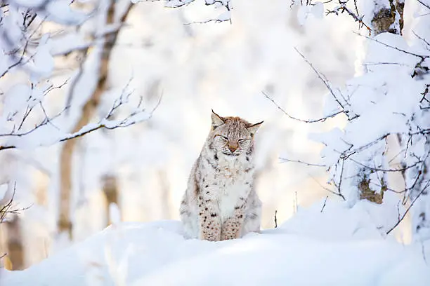 Close-up of a young tired european lynx cub who sitting in the cold snow in the winter forest. 