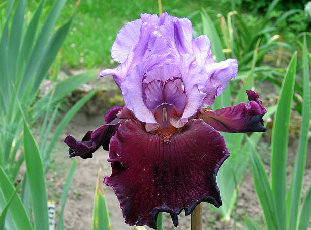 istock Iris Flowers - Italian Velvet 520941017