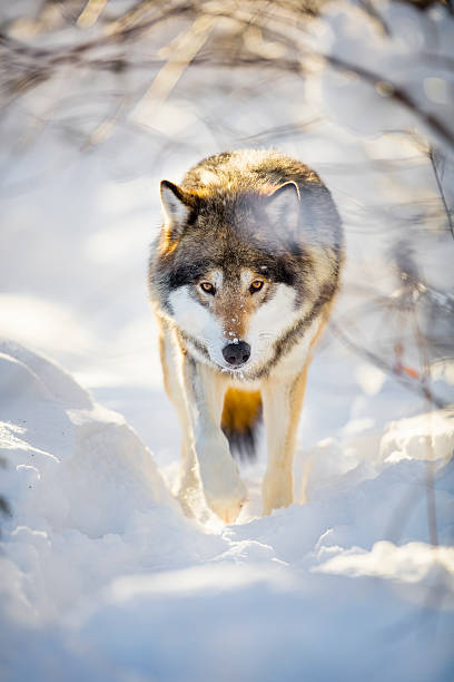 istock Hunting wolf with wild eyes walking in beautiful winter forest 520941022