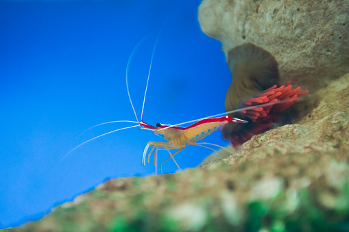 Red skunk cleaner shrimp - Lysmata Amboinensis