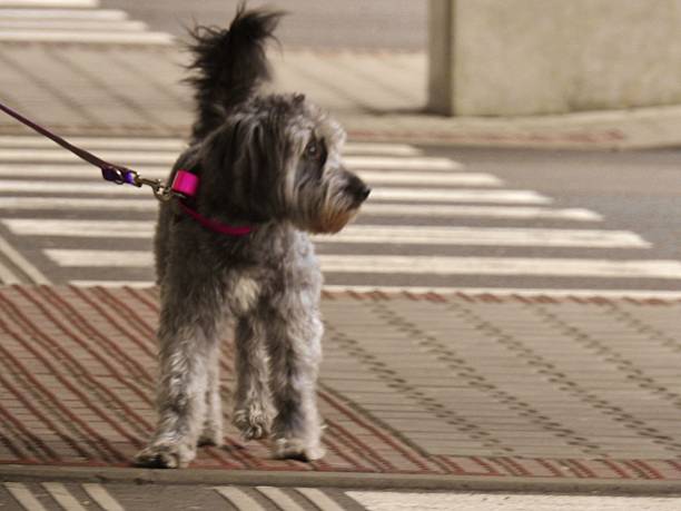 istock Dog on a leash crossing a zebra crossing 520941262