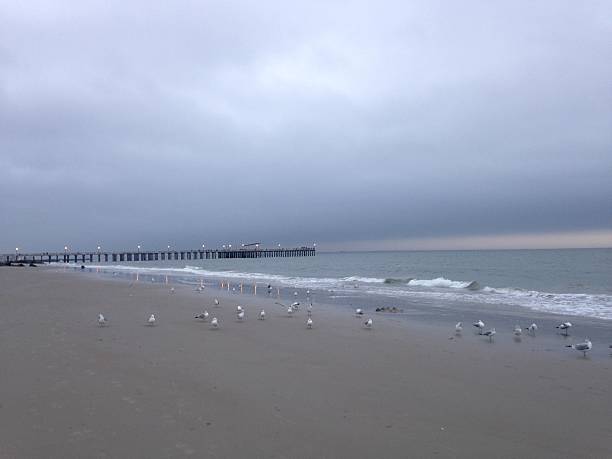 Seagulls Standing on Coney Island Beach in Brooklyn, New York. Seagulls Standing on Coney Island Beach in Brooklyn, New York, NY during Sunset on Cloudy Day. ocean beach papua new guinea stock pictures, royalty-free photos & images