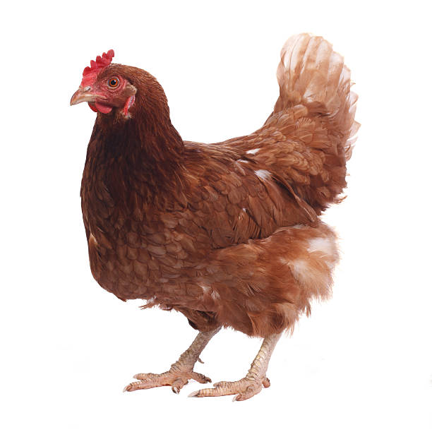istock beautiful purebred brown chicken isolated on white background 520941313