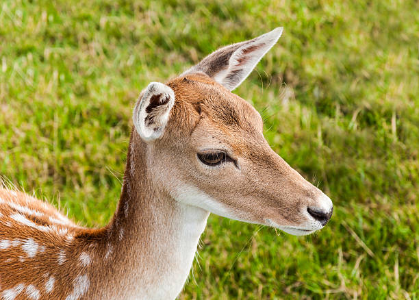 Profile of nice young fallow deer with big brown eyes.