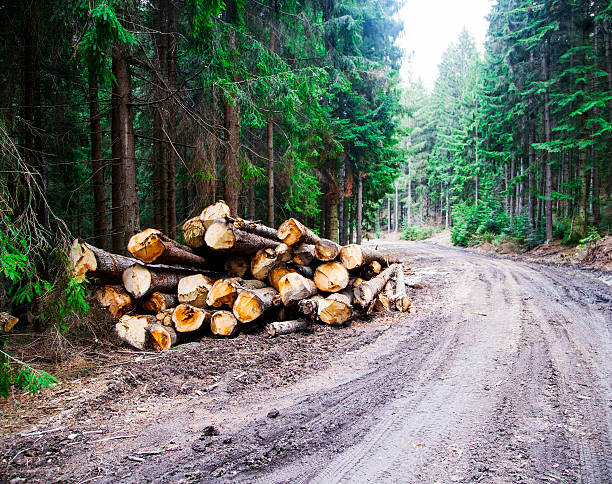 istock Deforestation.Cutted trees on the side of the forest road 520941762