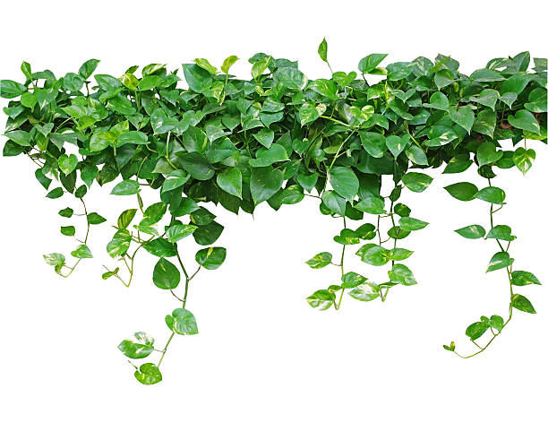 istock Heart shaped leaves vine, devil's ivy, golden pothos, isolated o 520942404