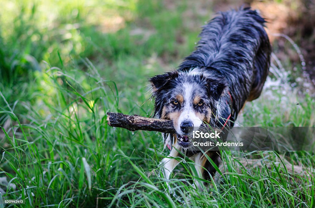 Pastore australiano completamente bagnato giocano con un pezzo di legno - Foto stock royalty-free di Agilità