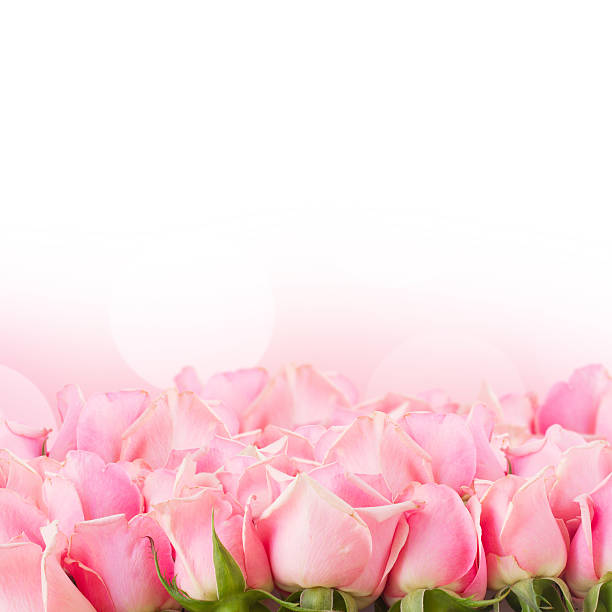 istock border of  pink garden roses 520942417