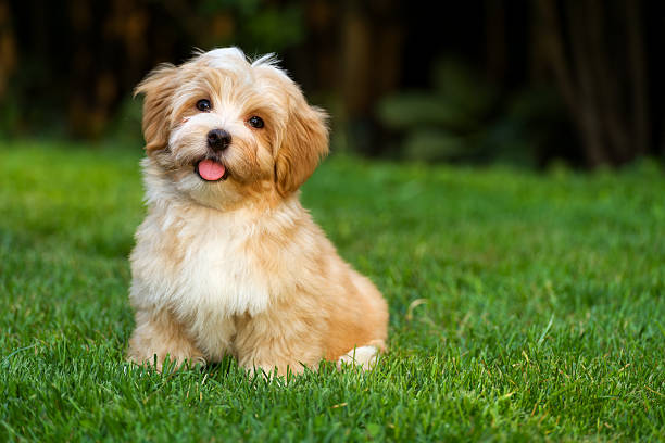 幸せそうなオレンジハバニーズ犬子犬は芝生に座る - beautiful red fur small ストックフォトと画像