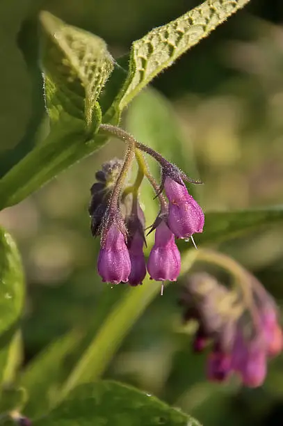 Closeup of purple blooming Common Comfrey (Symphytum officinale).