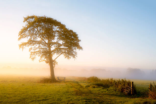 istock Loan tree in a farmers field 520942693
