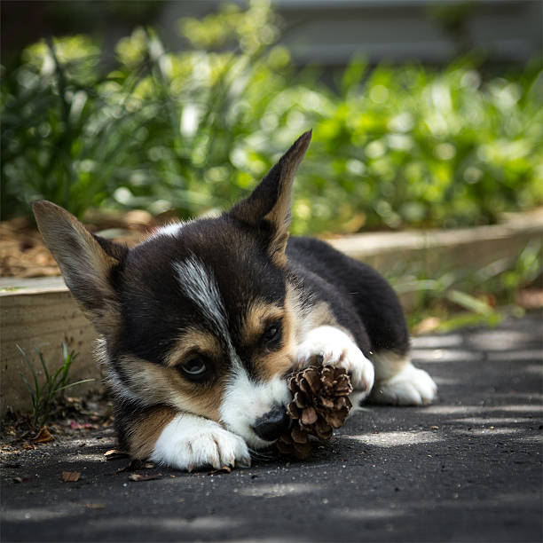 istock Corgi puppy in shade 520942887