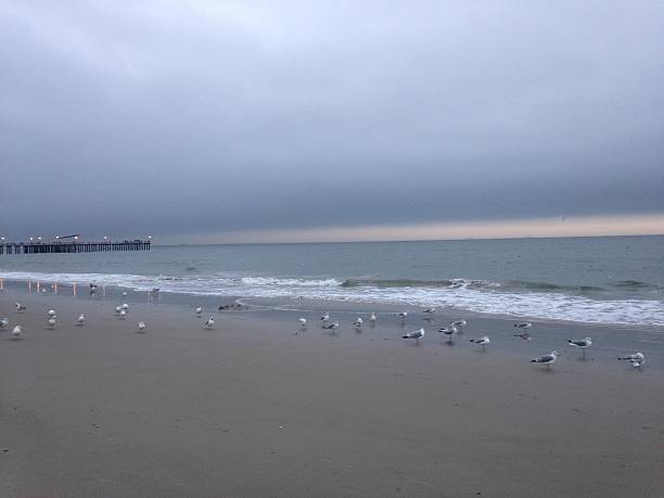 Seagulls Standing on Coney Island Beach in Brooklyn, New York. Seagulls Standing on Coney Island Beach in Brooklyn, New York, NY during Sunset on Cloudy Day. ocean beach papua new guinea stock pictures, royalty-free photos & images