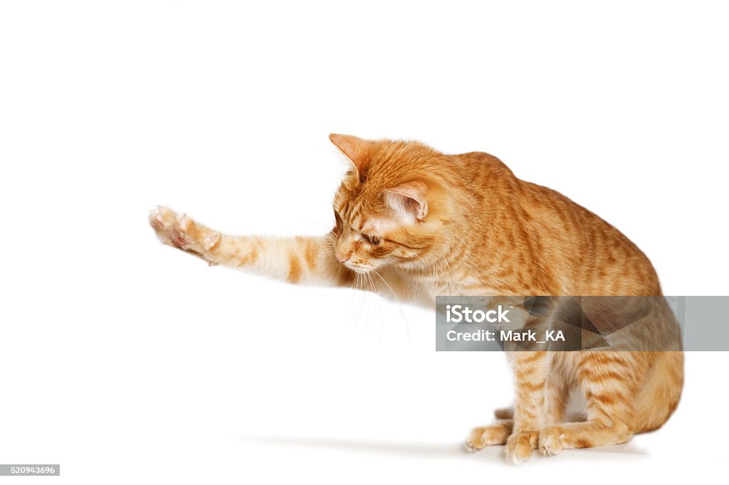 Ginger cat stretches out his paw Ginger cat stretches out his paw isolated on white Domestic Cat Stock Photo