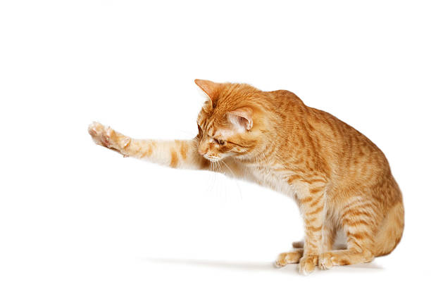 Ginger cat stretches out his paw Ginger cat stretches out his paw isolated on white ginger cat stock pictures, royalty-free photos & images