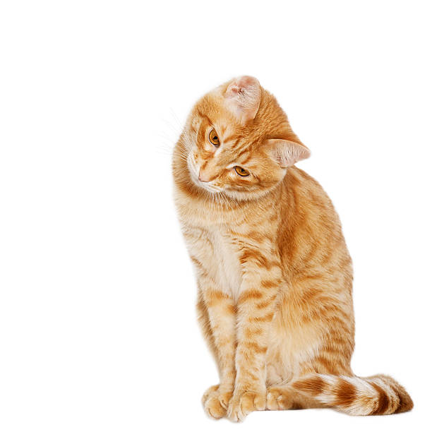 istock Ginger cat sits bowed his head to the side 520943712