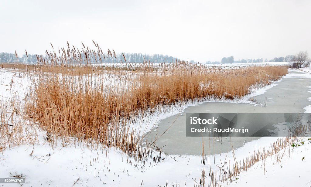 Yellowed reeds en agua helada - Foto de stock de Aire libre libre de derechos