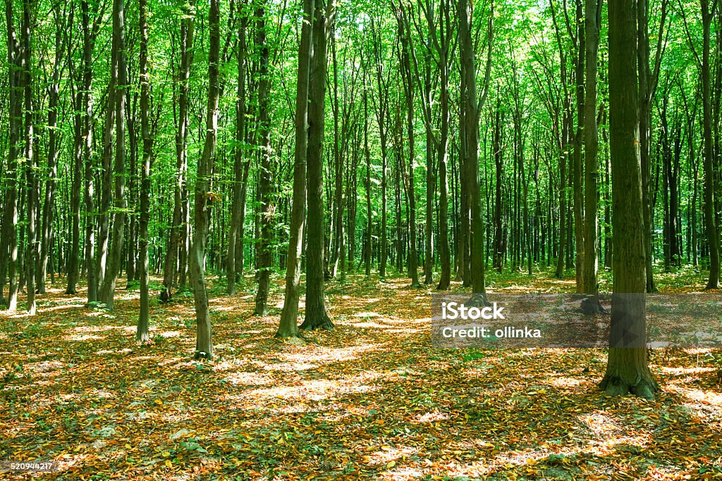 bosque verde - Foto de stock de Aire libre libre de derechos