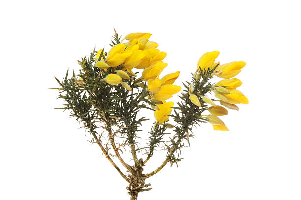 istock Gorse flowers and foliage 520944348