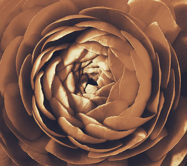 istock close up of spring flower. top view photo 520944406