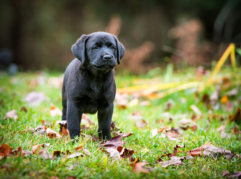 A pure bred black Labrador retriever puppy playing outside in the yard during the fall season.