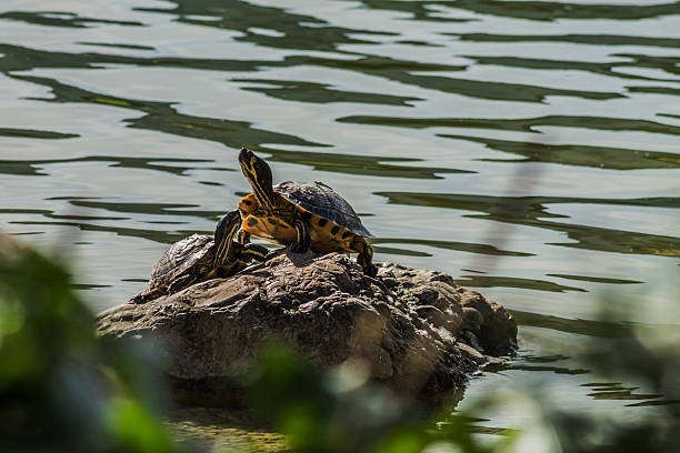 istock turtle on the stone in the lake 520944479