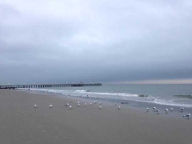 Seagulls Standing on Coney Island Beach in Brooklyn, New York. Seagulls Standing on Coney Island Beach in Brooklyn, New York, NY during Sunset on Cloudy Day. ocean beach papua new guinea stock pictures, royalty-free photos & images