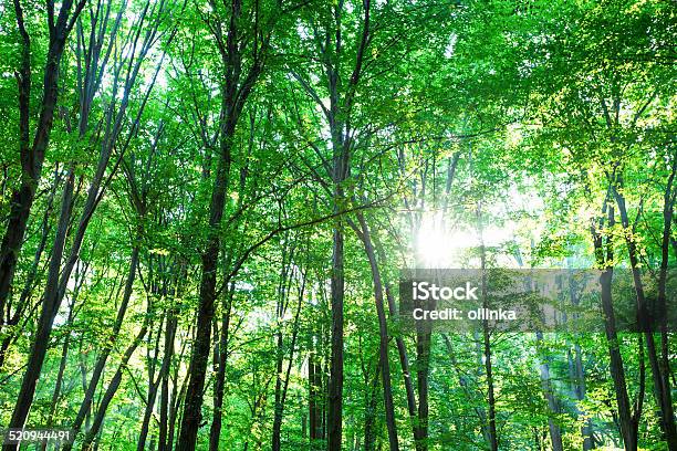 Bosque Verde Foto de stock y más banco de imágenes de Aire libre - Aire libre, Amarillo - Color, Belleza de la naturaleza