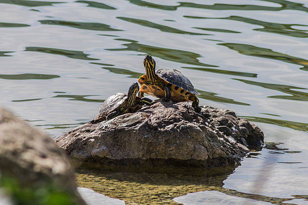 istock turtle on the stone in the lake 520944497