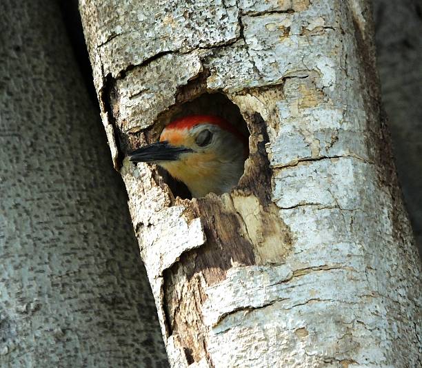 istock Red-bellied Woodpecker (Melanerpes carolinus) 520944535