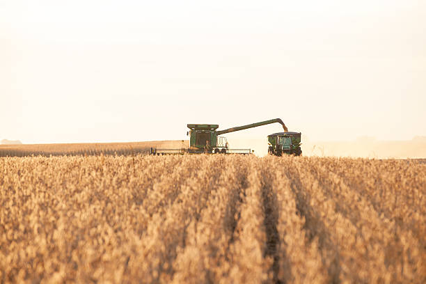 컴바인 수확기 언로드 대상쪽으로 낟알 수레 - tractor agriculture field harvesting 뉴스 사진 이미지