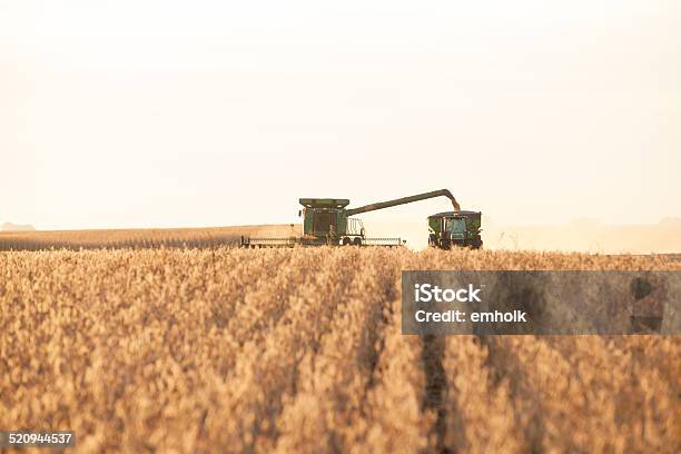 Combine Harvester Unloading Into Grain Cart Stock Photo - Download Image Now - Harvesting, Soybean, Crop - Plant