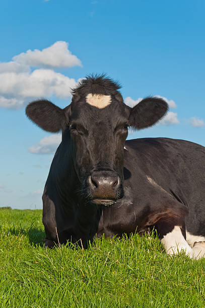 istock Portrait of resting black spotted cow 520944667