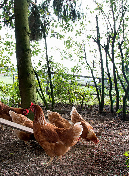 pastwisko podniesione kurcząt - homegrown produce environment green forest zdjęcia i obrazy z banku zdjęć