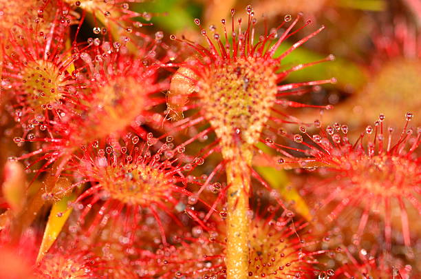 istock Groups of sundew leaves, shwoing the tiny red sticky drops 520944968