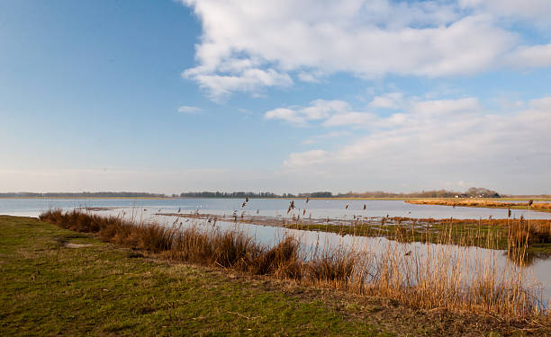 istock Colorful view at the Dutch National Park De Biesbosch 520944971