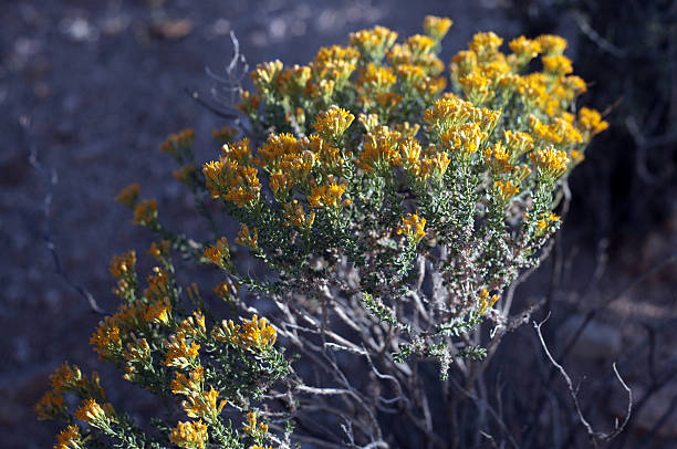 istock Mojave Desert Plant Life 520945024