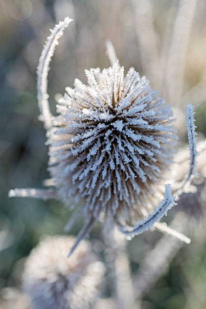 istock Wild thistles covered in frost 520945054