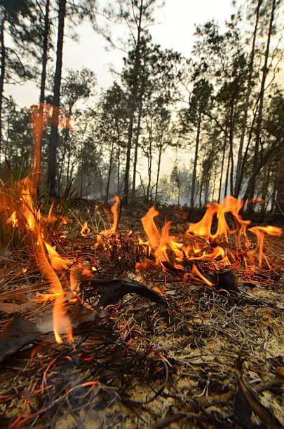 Small, low intesity flames making their way through undergrowth in Florida pine forest during a prescribed (controlled) burn.