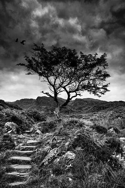 istock Solitary tree on mountain and footpath landscape in monochrome 520945333