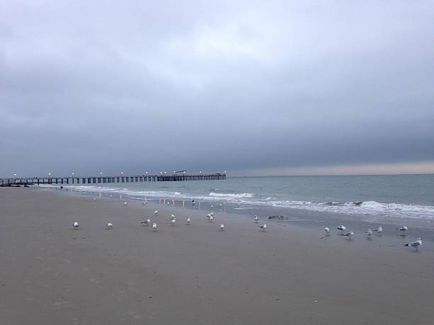 Seagulls Standing on Coney Island Beach in Brooklyn, New York. Seagulls Standing on Coney Island Beach in Brooklyn, New York, NY during Sunset on Cloudy Day. ocean beach papua new guinea stock pictures, royalty-free photos & images