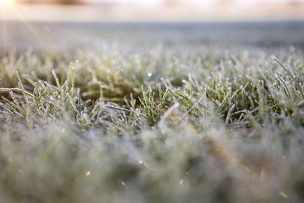 istock Close up of frost on grass 520945510